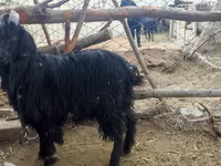 Chèvre, Dagestan coarsewool goat — photo 3