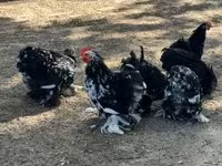Pekin Bantam — foto 1