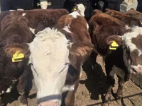 Buğa, Qazaxıstan ağbaş inəyi — foto 4