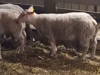 Widder, Charollais sheep — Foto 3