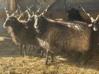 Sheep, Racka sheep — photo 2