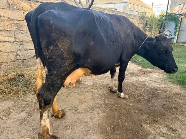 母牛, Red-spotted breed
