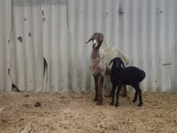 Schaf, Arashan sheep — Foto 3