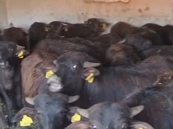 मवेशी (लॉट, लिंग निर्दिष्ट नहीं), अफ्रीकी भैंस