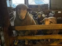 Widder, Ile-de-France sheep — Foto 1