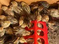 Pharaon — photo 3