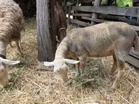 भेड़, Luzein sheep — फ़ोटो 1