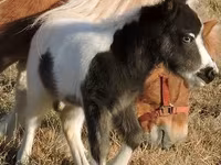 公马, Miniature horse — 照片 4