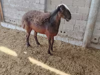绵羊（批次，未指定性别）, Blackheaded Persian sheep — 照片 3