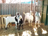 बकरा, Saanen goat — फ़ोटो 6