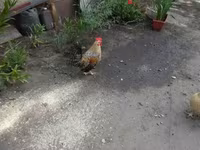 Japonský bantam — foto 4