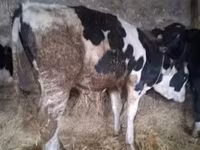 Taureau, Russian Black pied cattle — photo 1