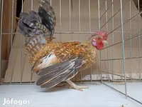 Chickens — foto 2