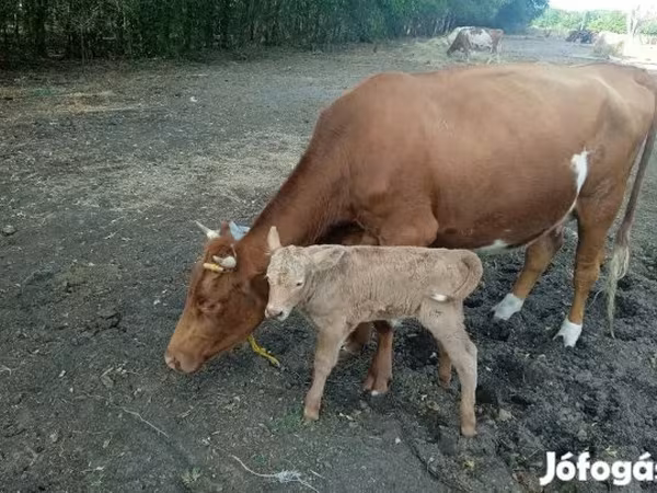 गाय, Simmental cattle