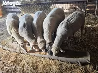 Ram, Sheep — photo 2