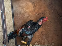 Chickens — zdjęcie 2