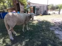 母羊, Lacaune sheep — 照片 2