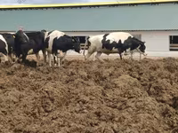 Vache, Russian Black pied cattle — photo 1