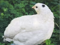 इंग्लिश व्हाइट — फ़ोटो 2