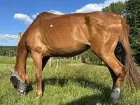 Кобила, Polish pony — фото 4