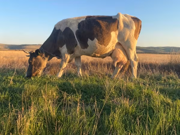 Krava, Simmental cattle
