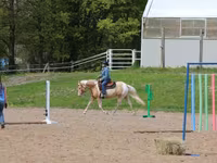 Kůň, American paint horse — foto 7