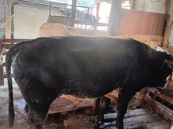 Toro, Azul Belga