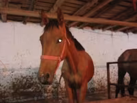 Horse (M), Manipuri pony — photo 6