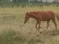 Horse (M), Azerbaijan horse — photo 4