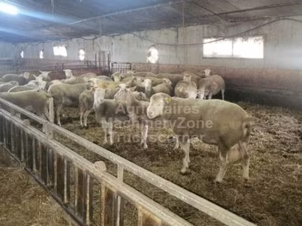 Schaf, Ile-de-France sheep