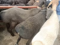 Schafe (Partie, Geschlecht nicht angegeben), Edilbay sheep — Foto 1