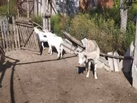 Boucs, LaMancha goats — photo 4