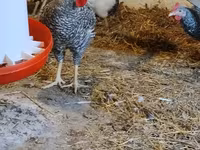 Slovinská proužkovaná slepice — foto 3