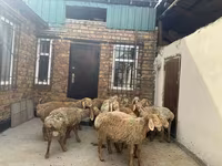 كبش, Rhon sheep — الصورة 7