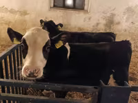 Býk, Russian Black pied cattle — foto 8