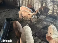 Schweine (Partie, Geschlecht nicht angegeben), Schweine — Foto 2