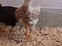 Chickens — zdjęcie 7