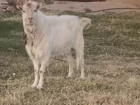 公山羊, Russian White goat — 照片 2