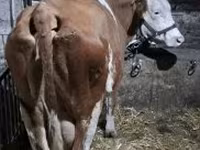 गाय, हंगेरियन ग्रे नस्ल — फ़ोटो 3