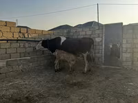 गाय, Simmental cattle — फ़ोटो 4