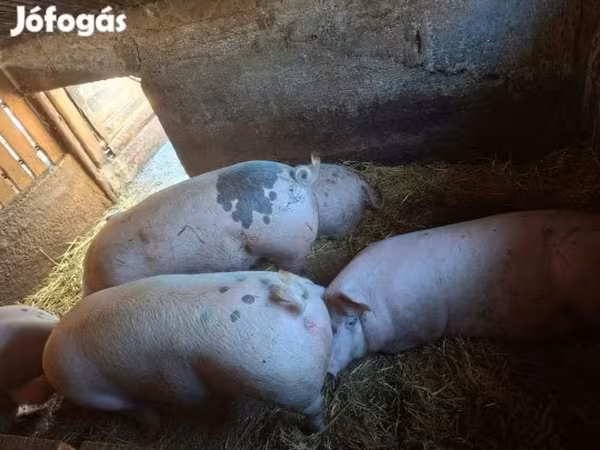 Sow, Pigs
