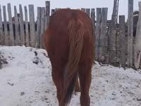 Horse (M), Russian Don — photo 1