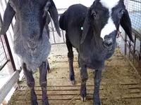 Ram, Blackheaded Persian sheep — photo 5