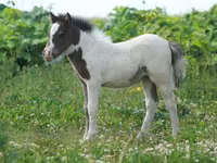 Cheval, American shetland pony — photo 4