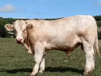 Taureau, Race de vache — photo 1