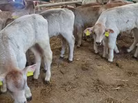Skot (série, pohlaví neuvedeno), Simmental cattle — foto 4