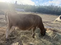 गाय, जर्सी नस्ल — फ़ोटो 3