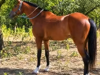 Cavalo, Cavalos — foto 3