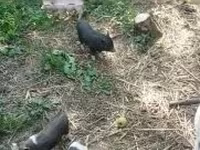 सूअर (लॉट, लिंग निर्दिष्ट नहीं) — फ़ोटो 3