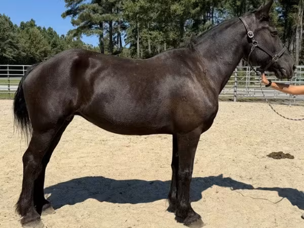 فرس, Percheron